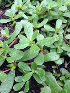 succulent purslane - Portulaca oleracea